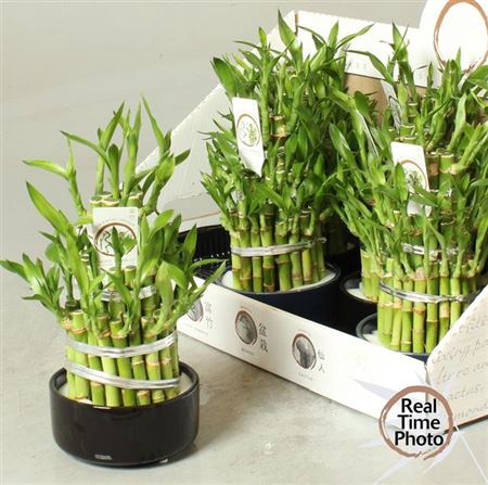 <h4>Dra Lucky Bamboo 3 Rings</h4>