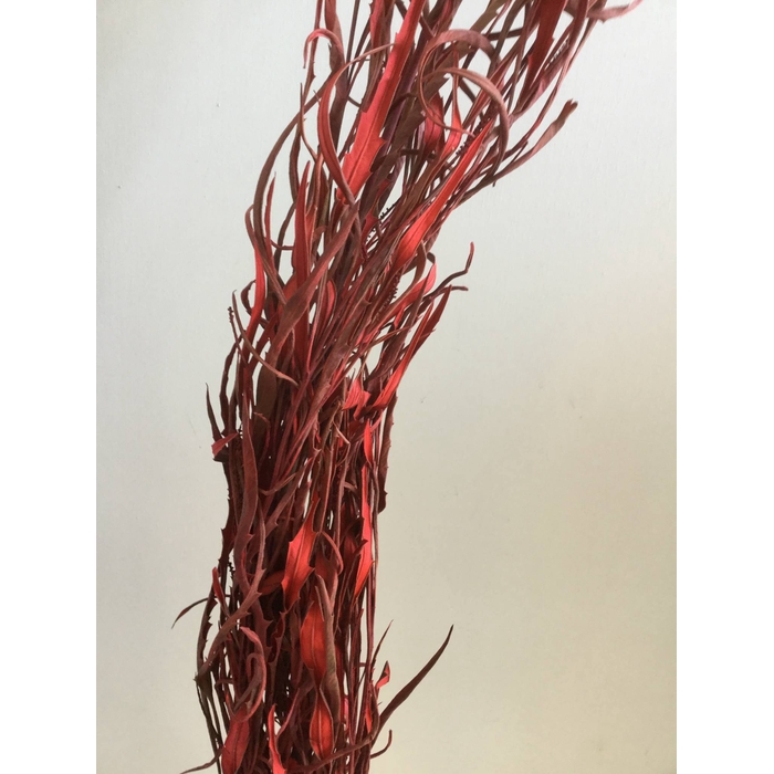 <h4>DRIED FLOWERS - GREVILLEA GEVERFD RED PER BOS</h4>