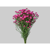 ASTER MARIANA 050 CM PINK