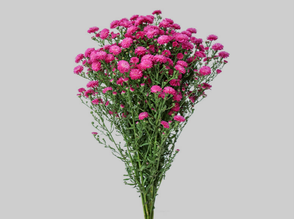 <h4>ASTER MARIANA 050 CM PINK</h4>