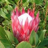 Protea Madiba Red
