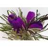 Banksia Tint Purple
