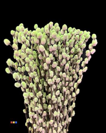 <h4>Salix Pussy Willow Hortensia</h4>