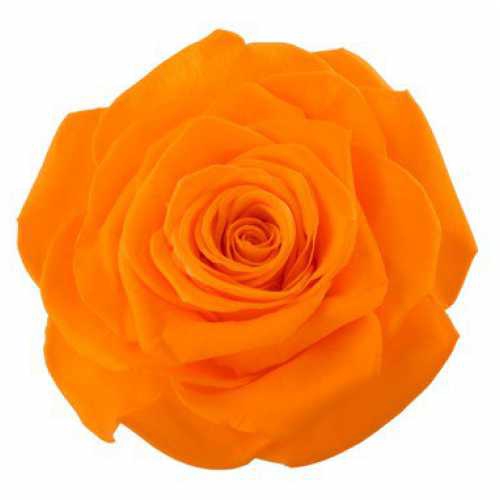 Rose Monalisa Orange