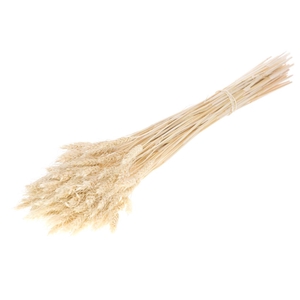 DRIED FLOWERS - WHEAT GRASS BLEACHED WHITE
