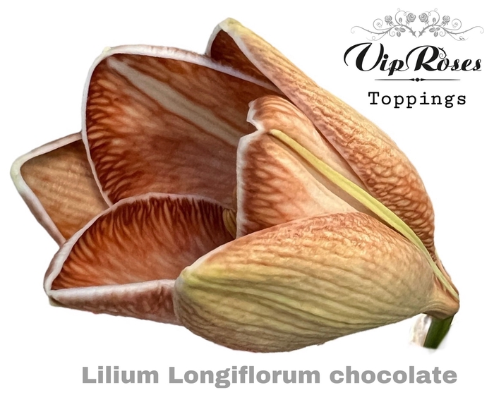 <h4>Lilium lo paint chocolate</h4>