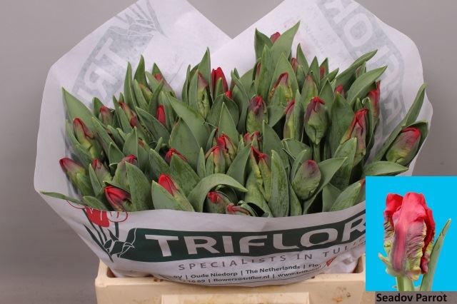 <h4>Tulipa (Par. Seadov Parrot</h4>