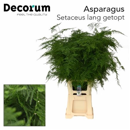 Asparagus Setaceus 85cm