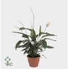 Spathiphyllum Verdi 17Ø 75cm 4fl