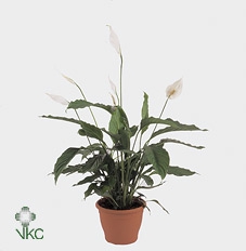 Spathiphyllum Verdi 17Ø 80cm 4Flow