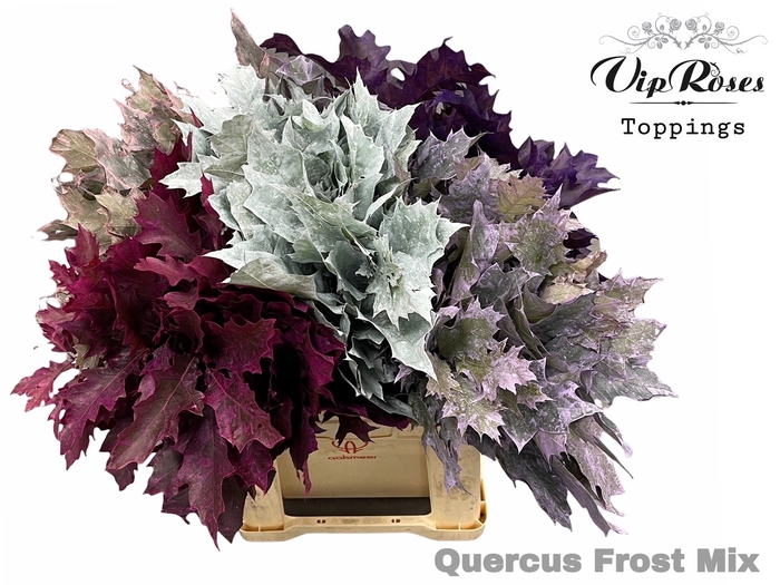 QUERCUS FROST MIX