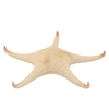 Schelp Starfish Natural Red Tip 30cm