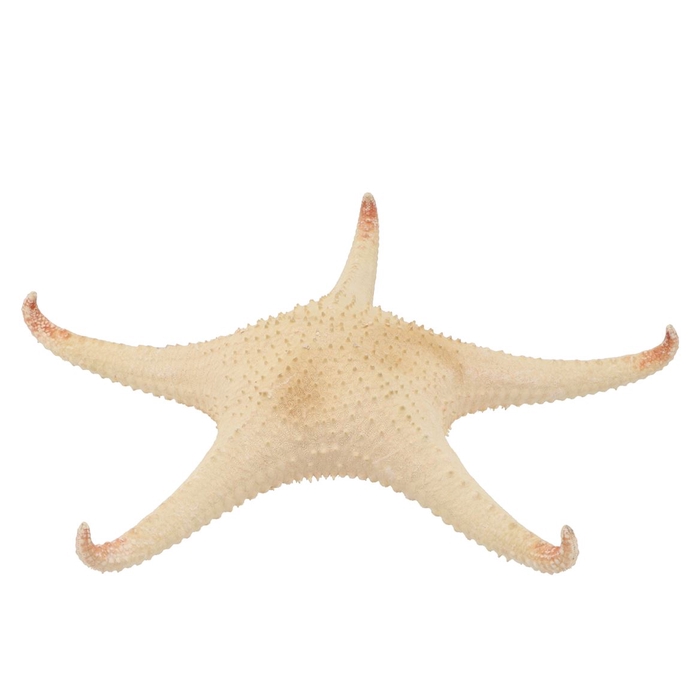 <h4>Schelp Starfish Natural Red Tip 30cm</h4>