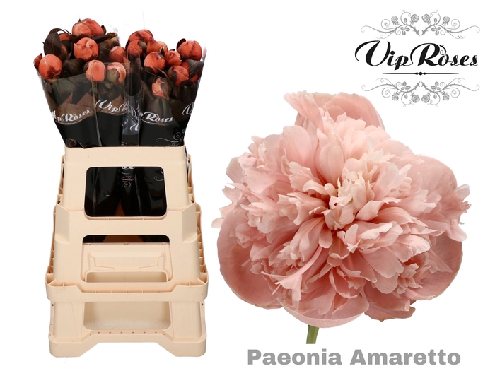 <h4>Paeonia Amaretto X 20</h4>