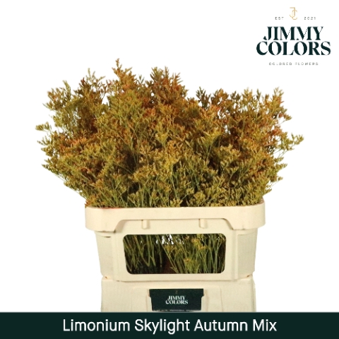 <h4>Limonium Skylight L80 Klbh. Autumn Mix</h4>