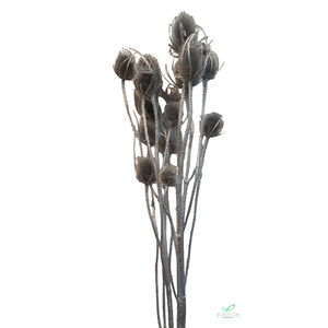 DRIED FLOWERS - CHARDON 1,1M SILVER WITH GLITTER