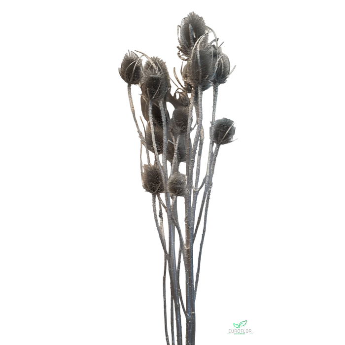 <h4>DRIED FLOWERS - CHARDON 1,1M SILVER WITH GLITTER</h4>