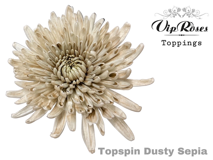 <h4>CHR G TOPSPIN Paint DUSTY SEPIA</h4>