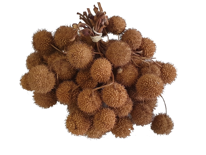 <h4>Small ball per bunch in poly natural</h4>