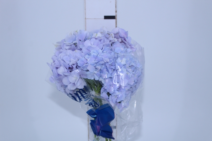 <h4>HORTENSIA FORCE LILAS 060 CM</h4>