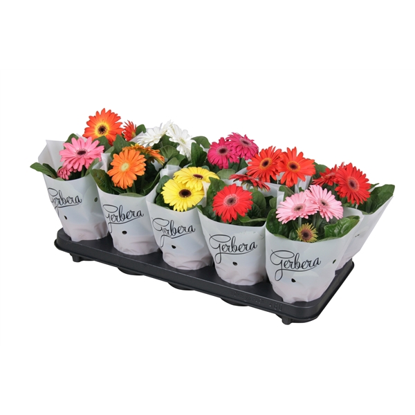 <h4>Gerbera belicht 2+basic in frosted hoes kort</h4>