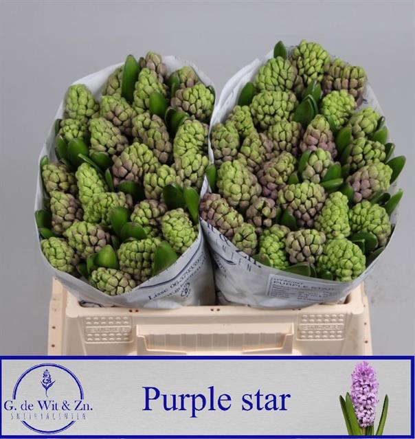 <h4>Hyacinthus purple star</h4>