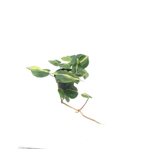 Philodendron scandens Brasil 6Ø 12cm