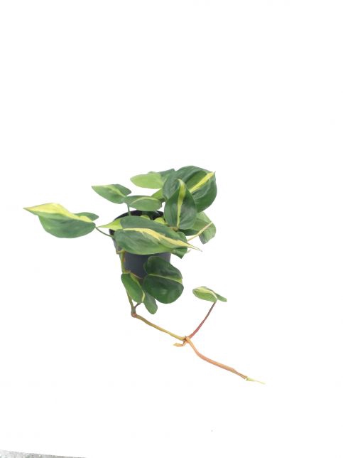 Philodendron scandens Brasil 6Ø 12cm