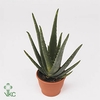 Aloe Vera P10.5
