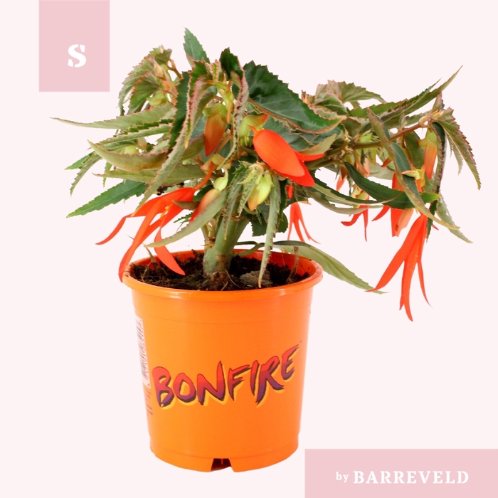 <h4>Begonia Bonfire</h4>