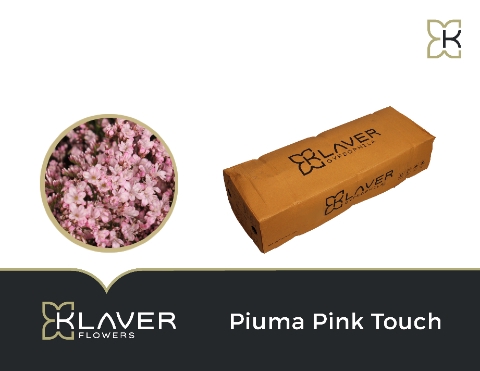 <h4>Limonium piuma pink touch</h4>