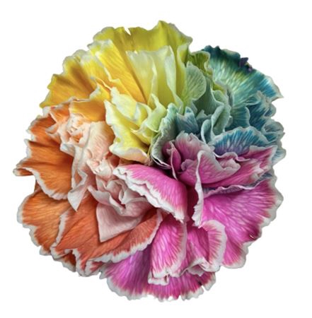 <h4>Dianthus st paint rainbow</h4>