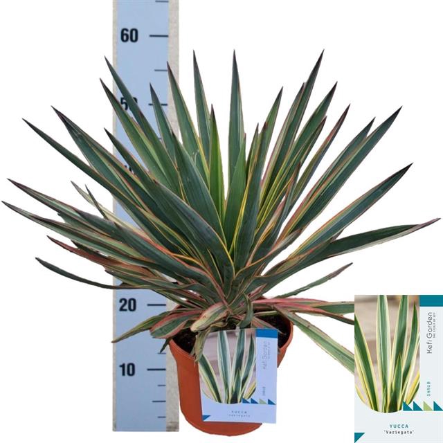 Yucca gloriosa 23Ø 60cm 1Head