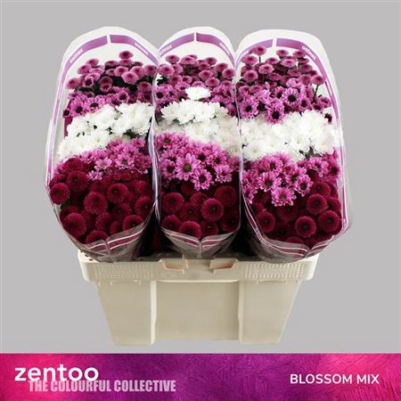 <h4>Chr S Gemengd Blossom Mix</h4>
