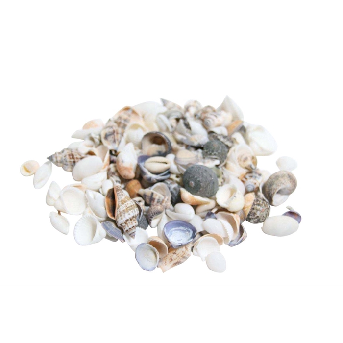 <h4>Shell Mix 2Kg</h4>