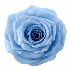 Rose Monalisa Sky Blue