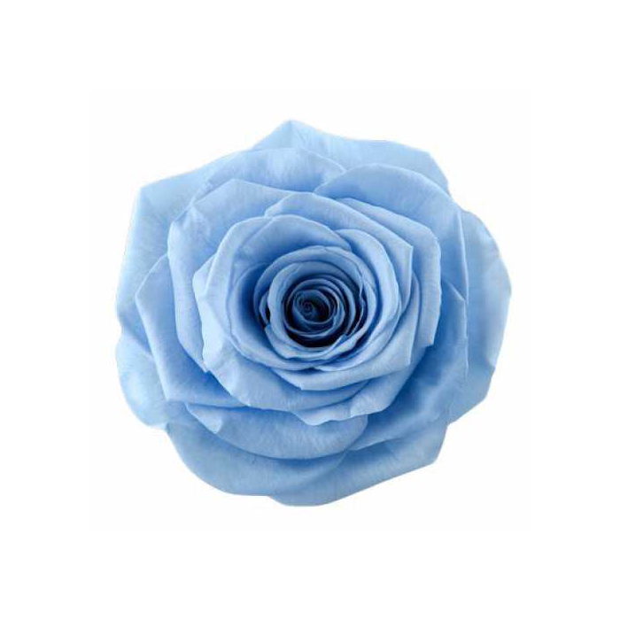 <h4>Rose Monalisa Sky Blue</h4>