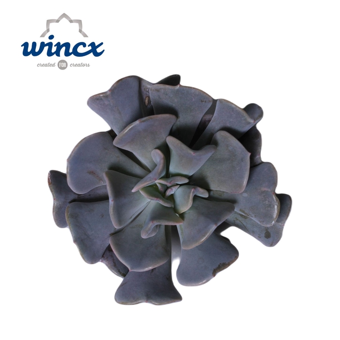 Echeveria cubic frost cutflower wincx-5cm
