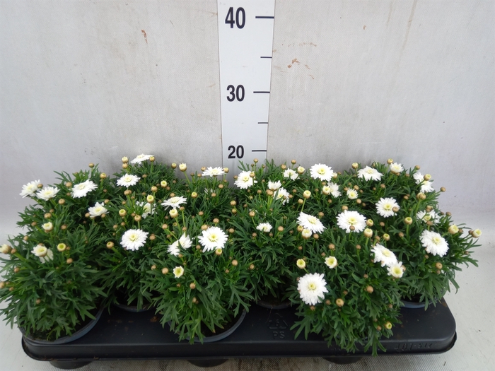 <h4>Argyranthemum  'Madeira White'</h4>