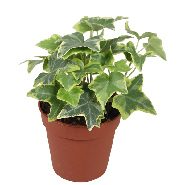 <h4>Hedera helix Gold Child</h4>