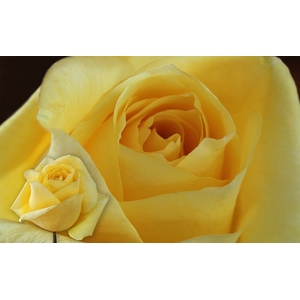 Rosa Celeste (Scented Yellow)