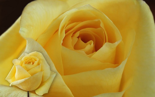 Rosa Celeste (Scented Yellow)