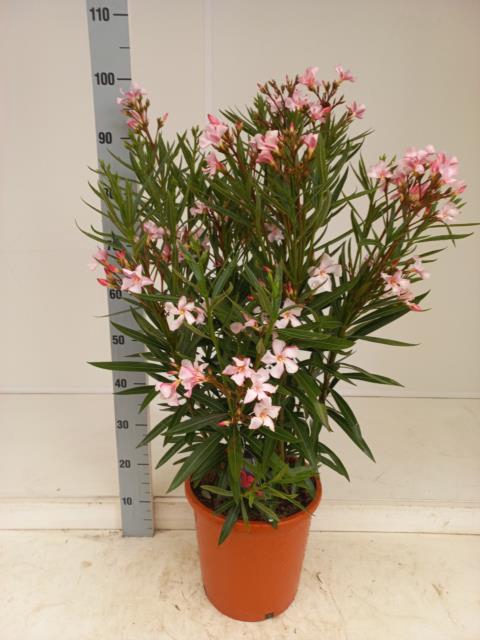 <h4>Neri Oleander</h4>