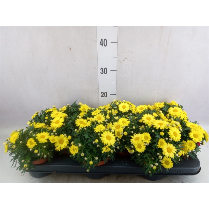 <h4>Argyranthemum  'La Rita Yellow'</h4>