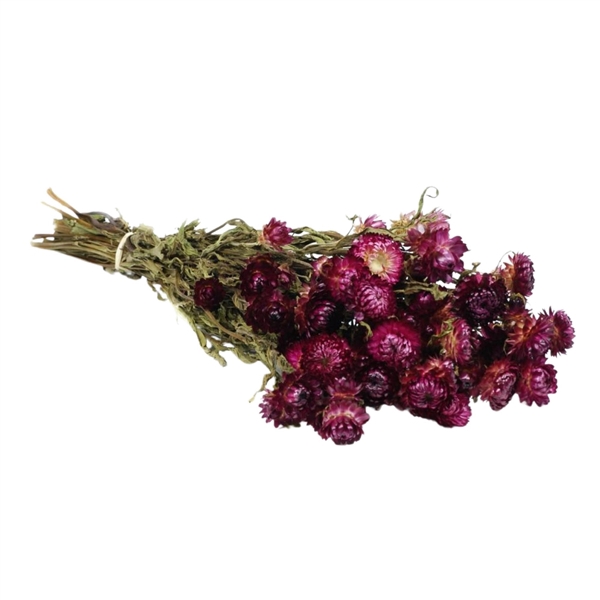 <h4>Droogbloemen - Helichrysum Dark Pink</h4>