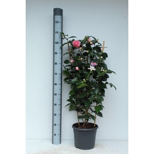 Camellia William Bartlett 26Ø 105cm 40fl