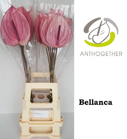 <h4>Anthurium bellanca</h4>