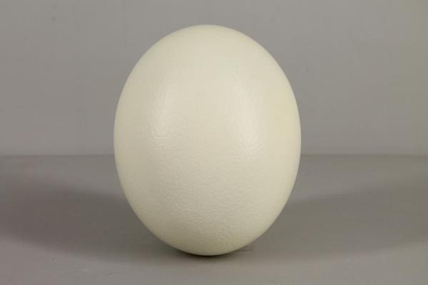 Egg Ostrich Natural