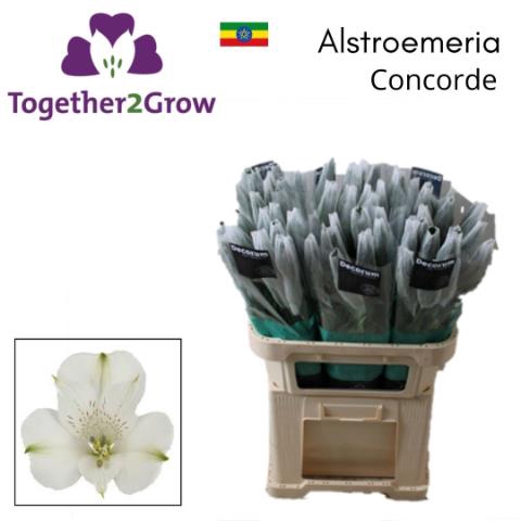 <h4>Alstroemeria concorde</h4>