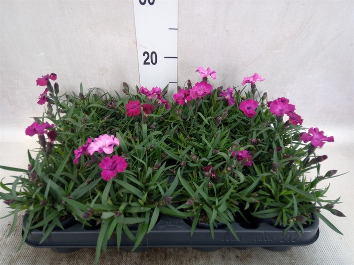 <h4>Dianthus  'Scully'</h4>